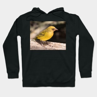 Vitelline Masked Weaver Hoodie